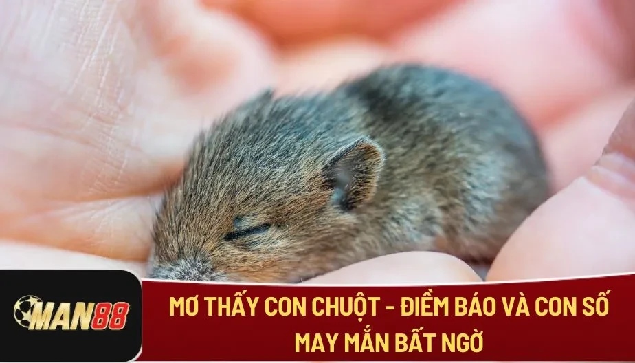 MAN88 Mơ Thấy Con Chuột - Điềm Báo Và Con Số May Mắn Bất Ngờ